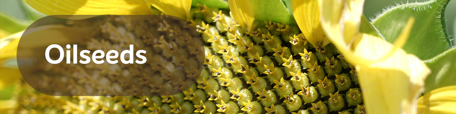 MAX row crops™ Oilseeds